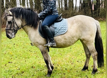 Konik, Giumenta, 4 Anni, 128 cm, Grullo