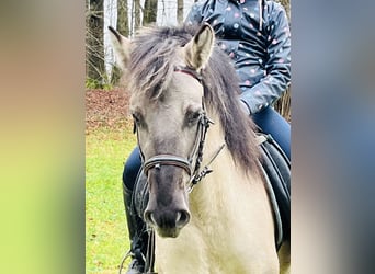 Konik, Giumenta, 4 Anni, 128 cm, Grullo