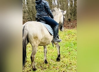 Konik, Giumenta, 4 Anni, 128 cm, Grullo