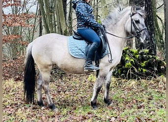 Konik, Giumenta, 4 Anni, 128 cm, Grullo