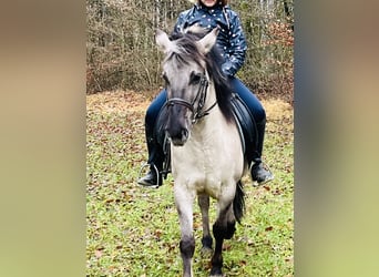 Konik, Giumenta, 4 Anni, 128 cm, Grullo