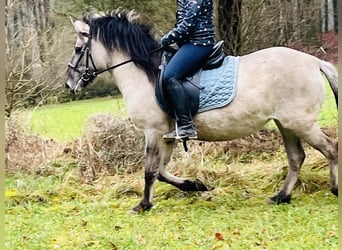 Konik, Giumenta, 4 Anni, 128 cm, Grullo