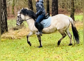 Konik, Giumenta, 4 Anni, 128 cm, Grullo