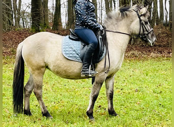 Konik, Giumenta, 4 Anni, 128 cm, Grullo