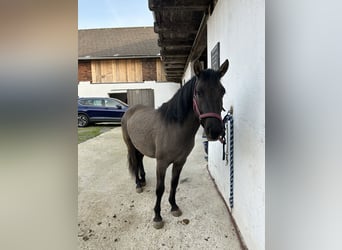 Konik, Giumenta, 4 Anni, 135 cm