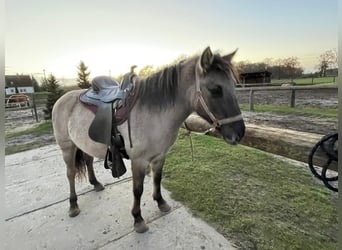 Konik, Giumenta, 4 Anni, 136 cm, Falbo