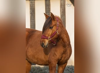 Konik, Giumenta, 4 Anni, 141 cm