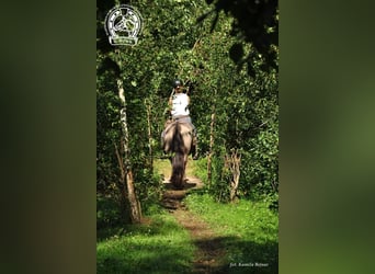 Konik, Giumenta, 4 Anni, 143 cm, Red dun