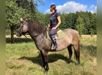 Konik, Giumenta, 4 Anni, 145 cm, Falbo