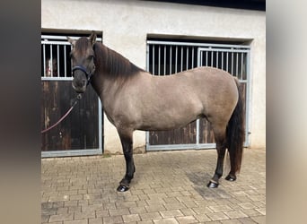 Konik, Giumenta, 4 Anni, 145 cm, Falbo