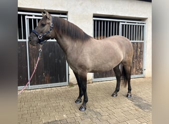 Konik, Giumenta, 4 Anni, 145 cm, Falbo