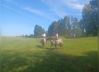 Konik, Giumenta, 4 Anni, 145 cm, Falbo