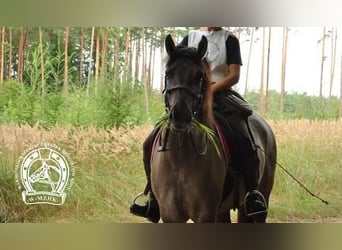 Konik, Giumenta, 4 Anni, 145 cm, Falbo