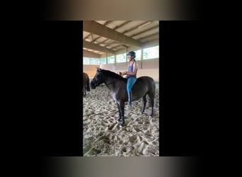 Konik, Giumenta, 5 Anni, 135 cm, Falbo