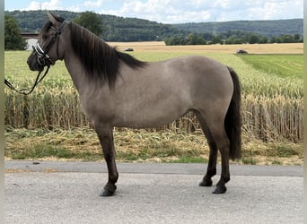 Konik Mix, Giumenta, 6 Anni, 133 cm, Falbo