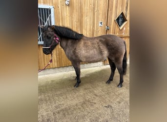 Konik, Giumenta, 6 Anni, 135 cm, Falbo