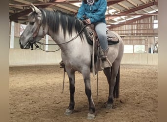 Konik, Giumenta, 6 Anni, 135 cm, Grullo