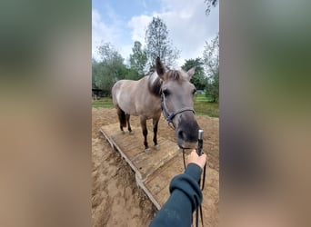 Konik, Giumenta, 6 Anni, 138 cm, Falbo