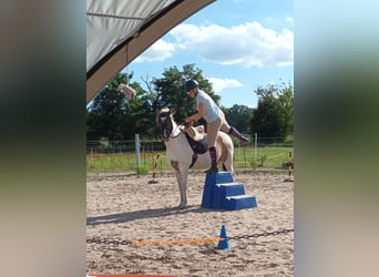 Konik Mix, Giumenta, 6 Anni, 140 cm, Pezzato