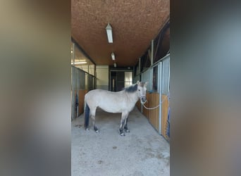 Konik, Giumenta, 7 Anni, 138 cm, Falbo