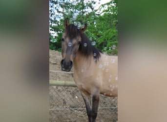 Konik, Giumenta, 9 Anni, 136 cm, Falbo