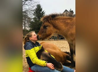 Konik, Giumenta, 9 Anni, 136 cm, Falbo