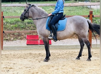 Konik, Giumenta, 9 Anni, 147 cm, Grullo