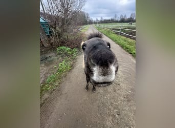 Konik Mix, Hengst, 1 Jahr, 125 cm, Falbe