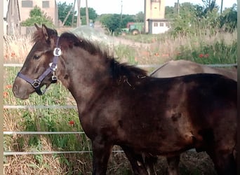Konik, Hengst, 1 Jahr, 140 cm, Buckskin