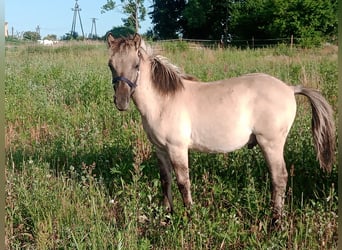 Konik, Hengst, 1 Jahr, 140 cm, Buckskin