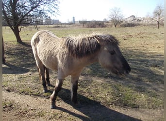 Konik, Hengst, 2 Jahre, 135 cm, Falbe