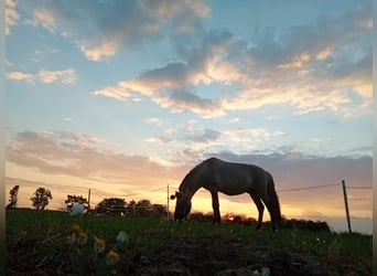 Konik, Hengst, 5 Jahre, 140 cm, Rappe