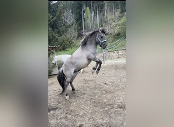 Konik, Hengst, 6 Jahre, 135 cm, Falbe