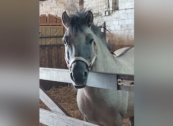 Konik, Hengst, 7 Jaar, 140 cm, Falbe