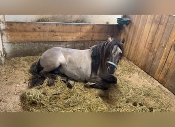 Konik, Hengst, 7 Jahre, 135 cm, Falbe