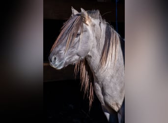 Konik, Hengst, 7 Jahre, 135 cm, Falbe