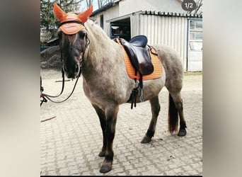 Konik, Hongre, 11 Ans, 149 cm