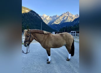 Konik, Hongre, 13 Ans, 150 cm, Isabelle