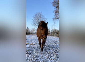 Konik Croisé, Hongre, 15 Ans, 126 cm, Bai clair