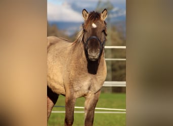 Konik, Hongre, 2 Ans, 125 cm, Grullo Konik, Hongre, 2 Ans, 125 cm, Grullo