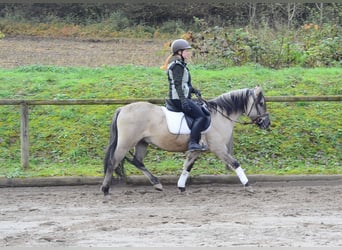 Konik, Hongre, 3 Ans, 140 cm, Isabelle