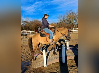 Konik, Hongre, 3 Ans, 141 cm, Isabelle