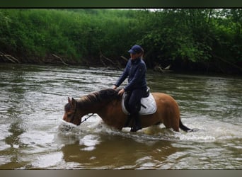 Konik, Hongre, 3 Ans, 142 cm, Alezan dun