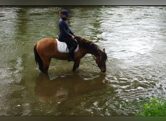 Konik, Hongre, 3 Ans, 142 cm, Alezan dun