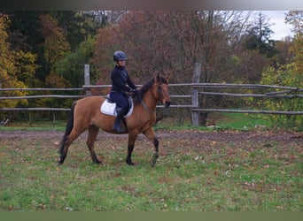 Konik, Hongre, 3 Ans, 142 cm, Alezan dun