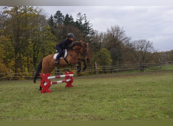 Konik, Hongre, 3 Ans, 142 cm, Alezan dun