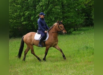 Konik, Hongre, 3 Ans, 142 cm, Alezan dun
