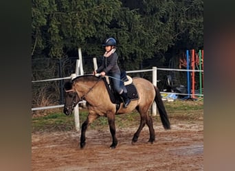 Konik, Hongre, 3 Ans, 145 cm, Isabelle