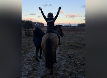 Konik, Hongre, 3 Ans, 145 cm, Isabelle