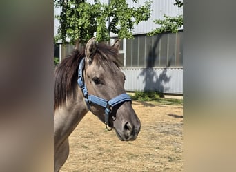 Konik, Hongre, 4 Ans, 132 cm, Isabelle